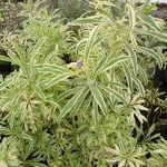 Erysimum linifolium Variegatum (2)