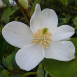 Magnolia yunnanensis