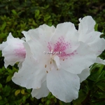 Rhododendron White Prince