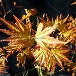 Acer plamatum Orange Dream (1)