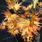Acer plamatum Orange Dream (2)