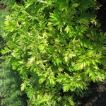 Artemisia vulgaris Orientale Limelight (2)