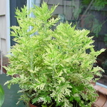 Artemisia vulgaris Orientale Limelight (3)