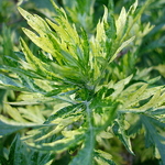 Artemisia vulgaris Orientale Limelight