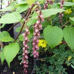 Stachyurus Rubriflorus (1)