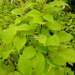 Stachyurus chinensis Goldbeater