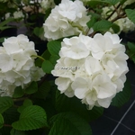 Viburnum plicatum Pop Corn (4)