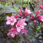 Weigela Minor Black (1)