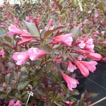 Weigela Alexandra (2)