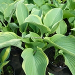 Hosta Regal Splendor (1)