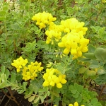 Coronilla valentina ssp. glauca