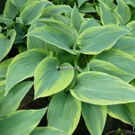 Hosta Tea Time