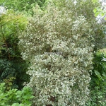 Osmanthus heterophyllus Variegatus