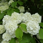 Viburnum plicatum Newport (1)