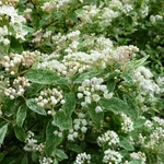 Spiraea vanhouttei Pulverulenta (2)