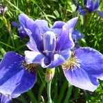 Iris sibirica (1)