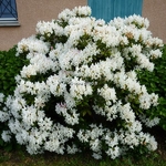 Rhododendron Mme masson (2)