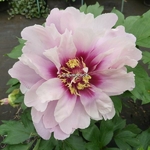 Paeonia itoh Cora Louise