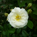 Rosa Little White Pet (4)
