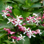 Clerodendroum trichotomum fargesii