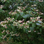 Clerodendroum trichotomum fargesii (1)