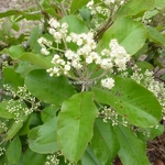 Photinia prionophylla (1)