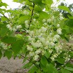 Pterostyrax hispida