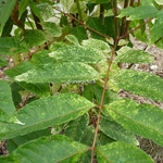 Toona sinensis Flamingo