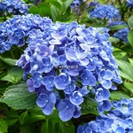 Hydrangea macrophylla Hopcorn (13)