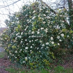 Photinia serrulata (5)