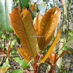 Photinia serrulata (2)