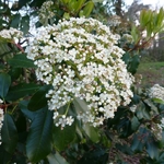 Photinia serrulata (3)