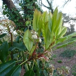 Photinia serrulata (4)
