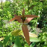 Acer laevigatum (4)