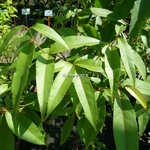 Acer laevigatum (2)