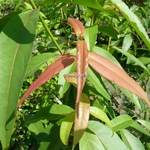 Acer laevigatum (3)