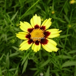 Coreopsis Cosmic Eye (2)