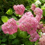 Hydrangea arbrorescens Invincibelle (3)