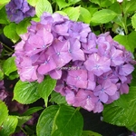 Hydrangea macrophylla Hobergine