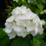 Hydrangea macrophylla Nymphe (2)