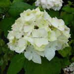 Hydrangea macrophylla Nymphe (1)