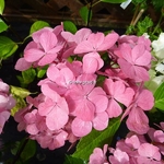 Hydrangea macrophylla Punch Curaçao (2)