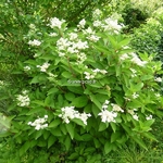 Hydrangea paniculata Daruma