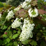 Hydrangea quercifolia Snowflake