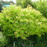 Leycesteria formosa Aurea