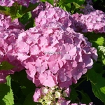Hydrangea macrophylla Deutschland (5)