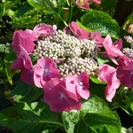 Hydrangea macrophylla Nachtigall (2)