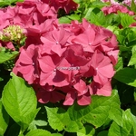 Hydrangea macrophylla Merkur (2)