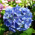 Hydrangea macrophylla Universal (3)
