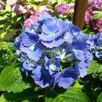 Hydrangea macrophylla Universal (2)